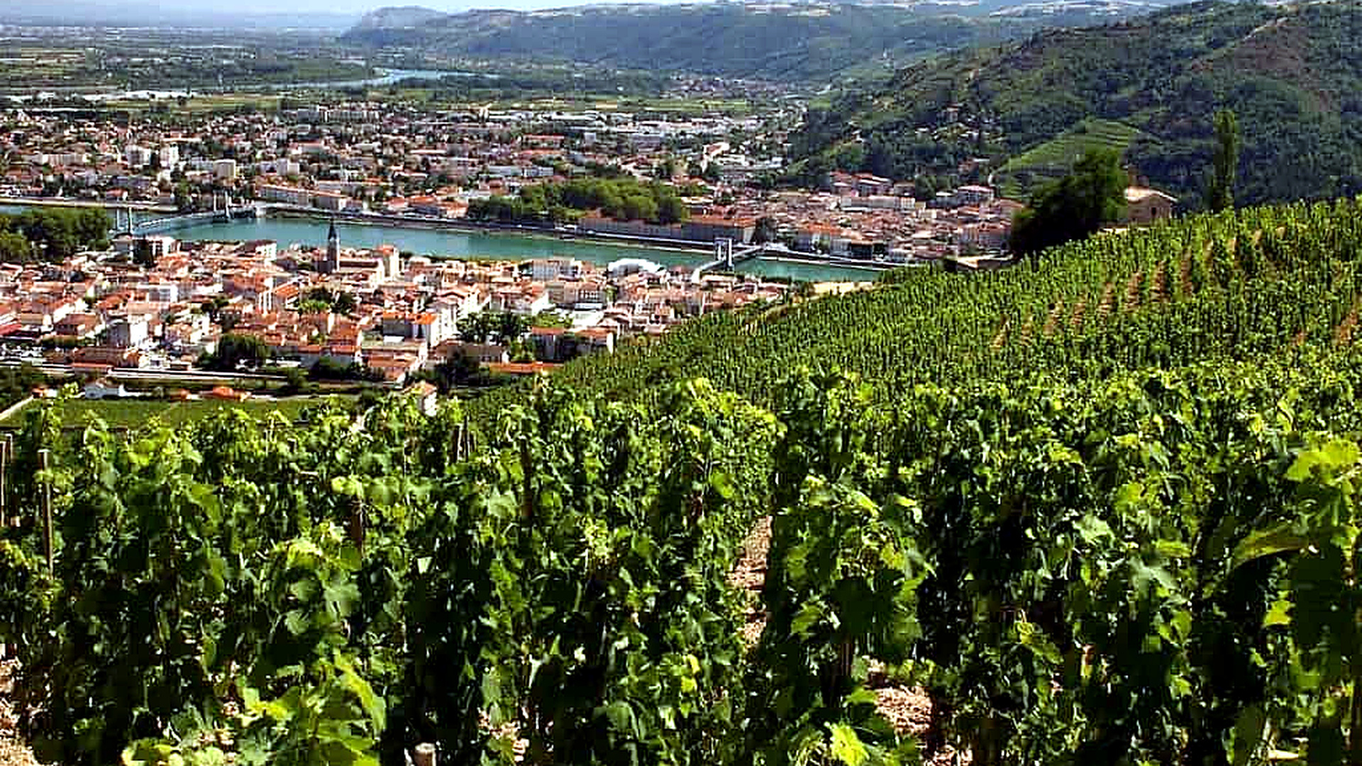 Vineyard overlook above a Rh&ocirc;ne town