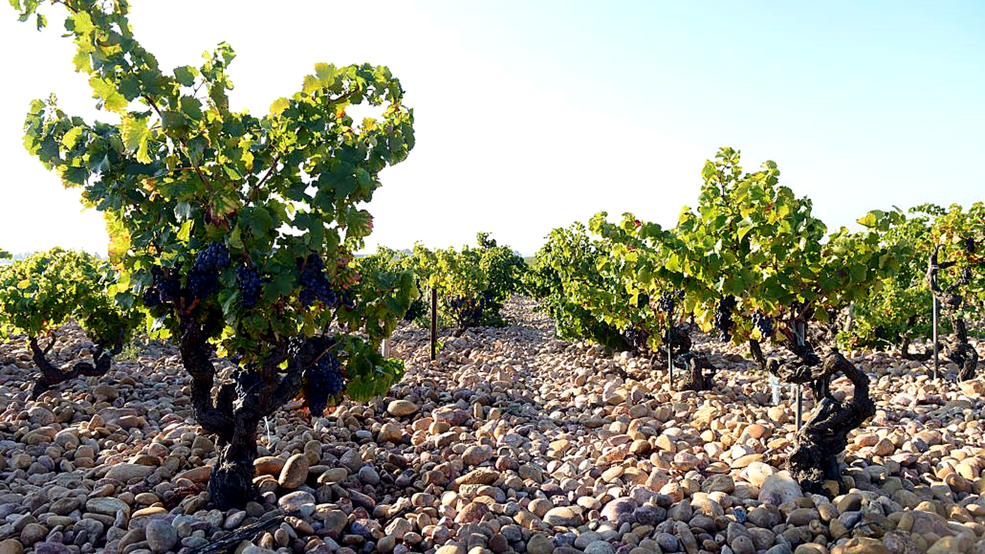 Old Grenache vines in stony vineyard soils