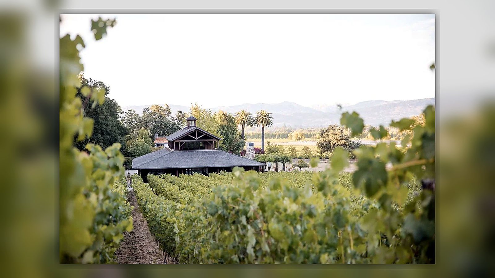 Vineyard view in Oakville