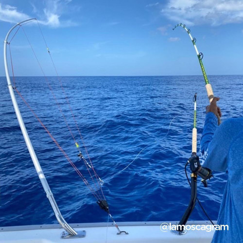 TACO Marine Striker Base Gunnel Mount, For 1-1/8 in Outrigger Poles, Cast 316 Stainless Steel, 12 Locking Positions, Pair