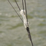 TACO Marine Shock Cord with Double Pulley, 12 in, 2pk - Apollo Lighting