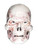 SKE - Skeleton Lord CLASSICS COMPATIBLE Movie Skull & Hood Set Painted Custom Repro