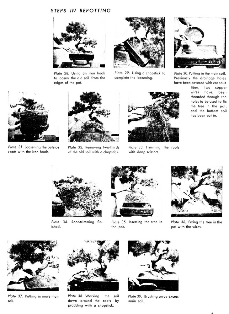 The Art of Bonsai (9780804820912)