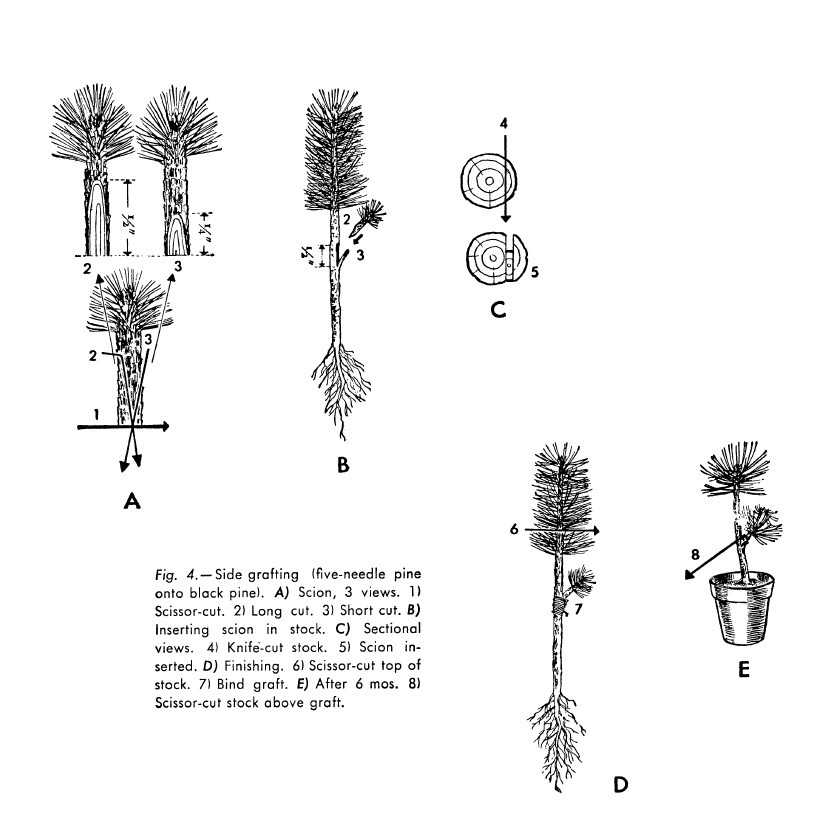 The Art of Bonsai (9780804820912) - Tuttle Publishing