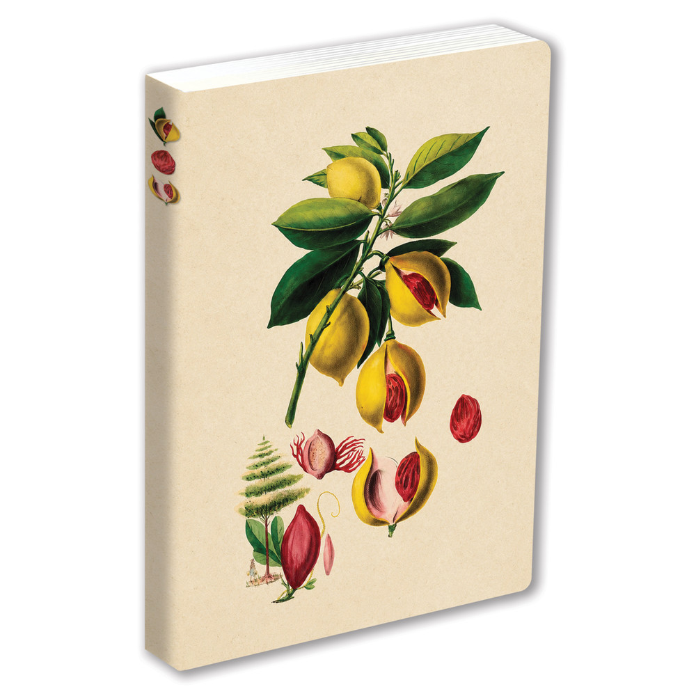 Journal Nutmeg, Lined Paperback (9780804860949)