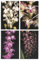 Handy Pocket Guide to Orchids (9780794601911)