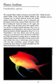 Handy Pocket Guide to Tropical Coral Reef Fishes (9780794601867)