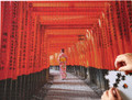 Japan's Most Famous Shinto Shrine - 1000 Piece Jigsaw Puzzle (9780804854672)