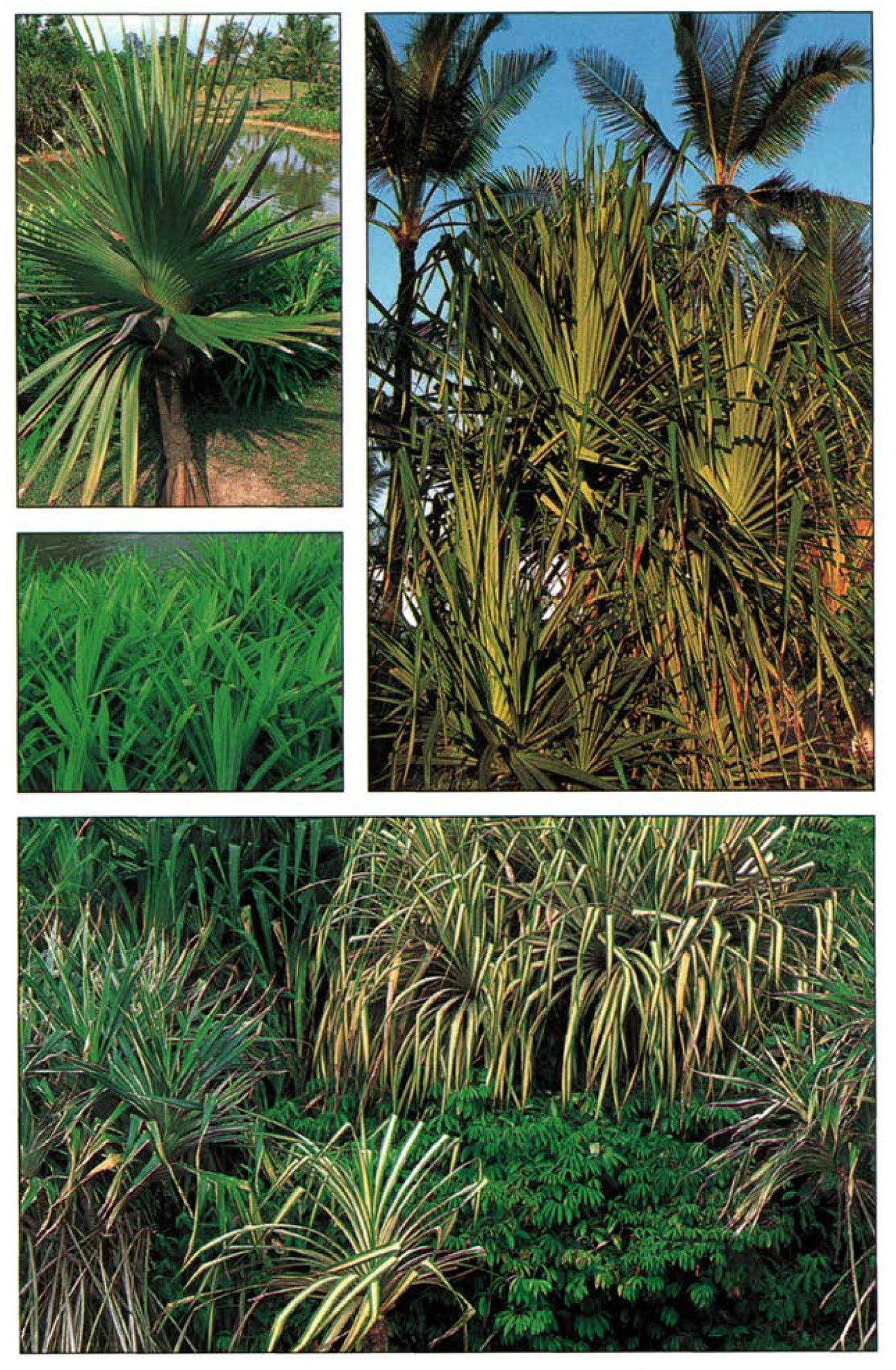 洋書 TROPICA: Exotic Plants and Trees 洋書 TROPICA: Exotic Plants and Trees Tropica: Color