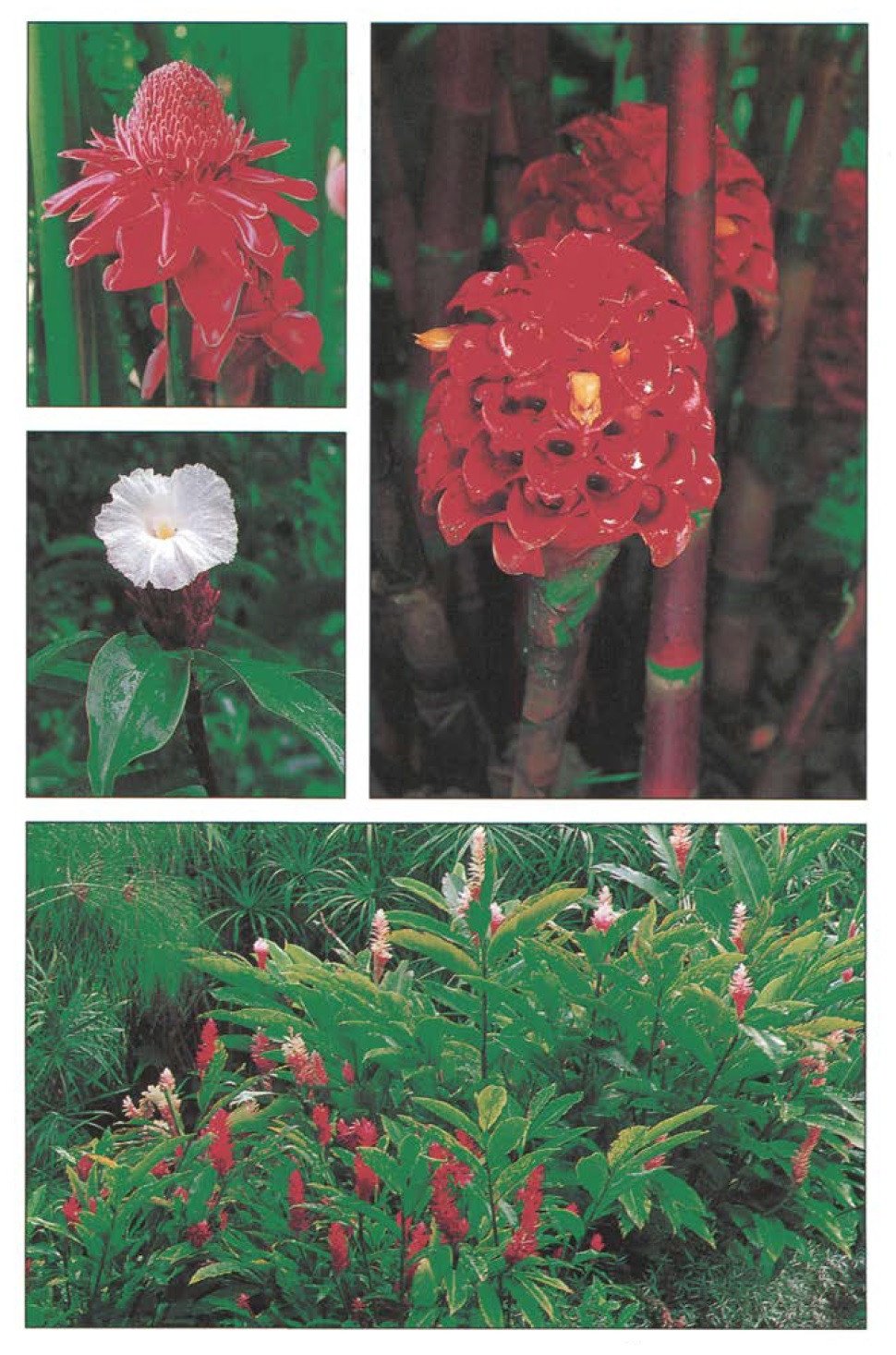 花と太陽と雨と official fan book案内書 Guide Book The Flower Encyclopedia and Gardener's Guide by Albert E