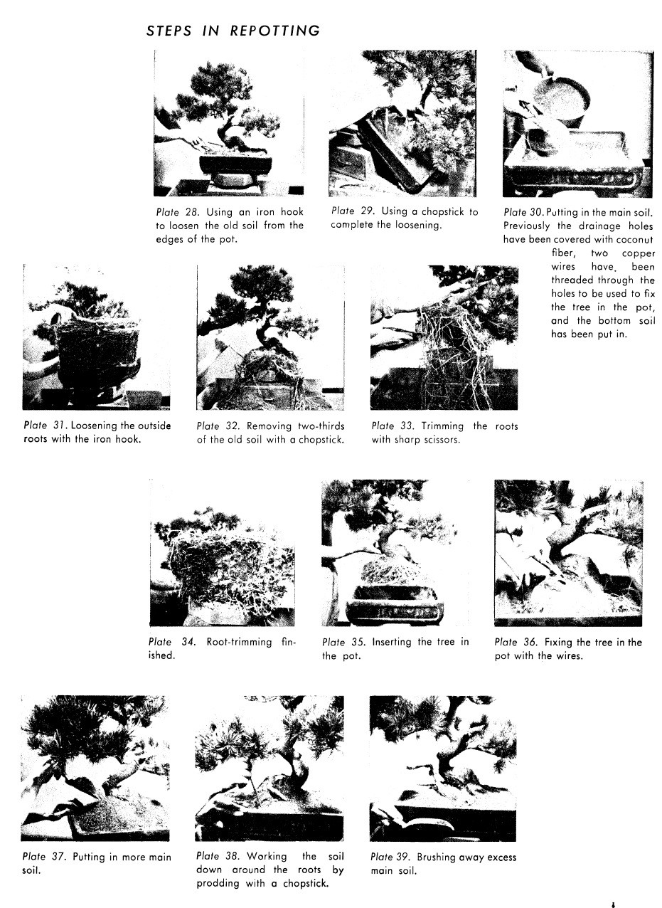 The Art of Bonsai (9780804820912) - Tuttle Publishing