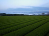 Sencha Kirishima cha 100% Organic Japanese Green Tea Umame Serect of soft sprout