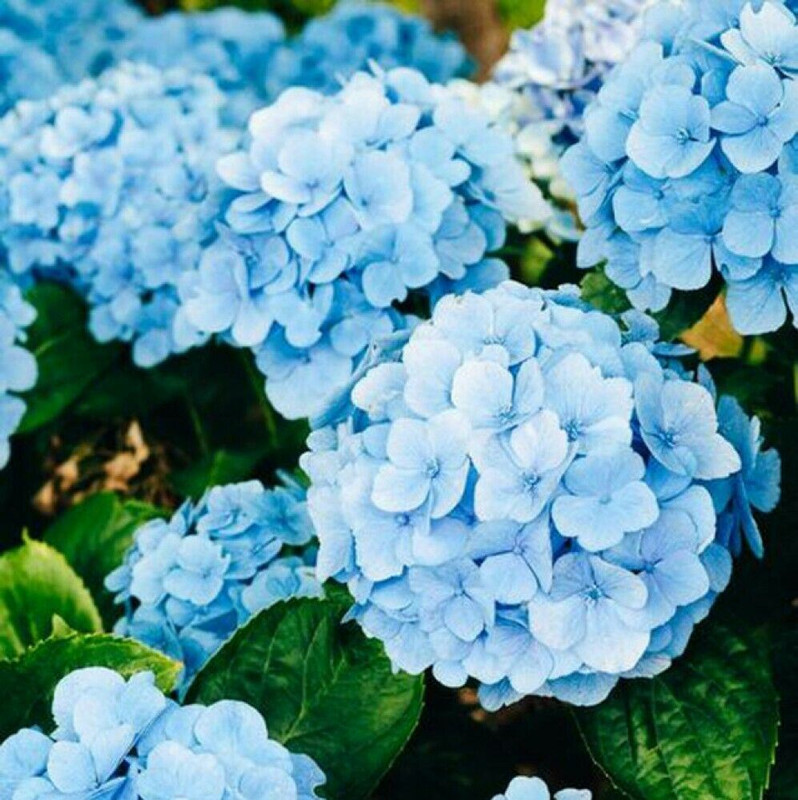 Gifu Oshibana Flower Pen Japanese Ballpoint Pen Ajisai Hydrangea Blue Japan