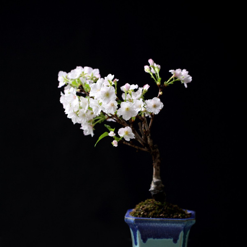 Seasonal Patterns in Japanese Craft: Sakura, Momiji, Yukiwa & The Year Read in Motifs