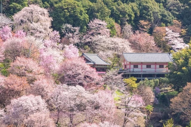 Yoshino-yama cherry blossoms with traditional buildings among the trees