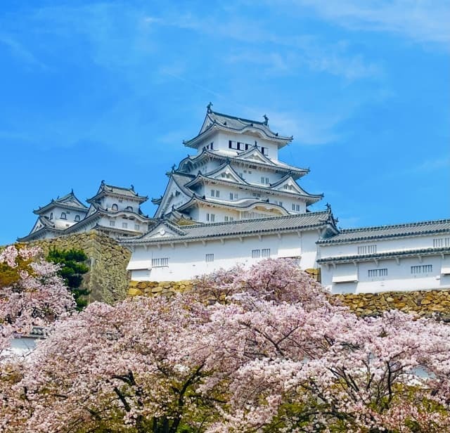 Himeji Castle white towers rising above cherry blossom trees in full bloom