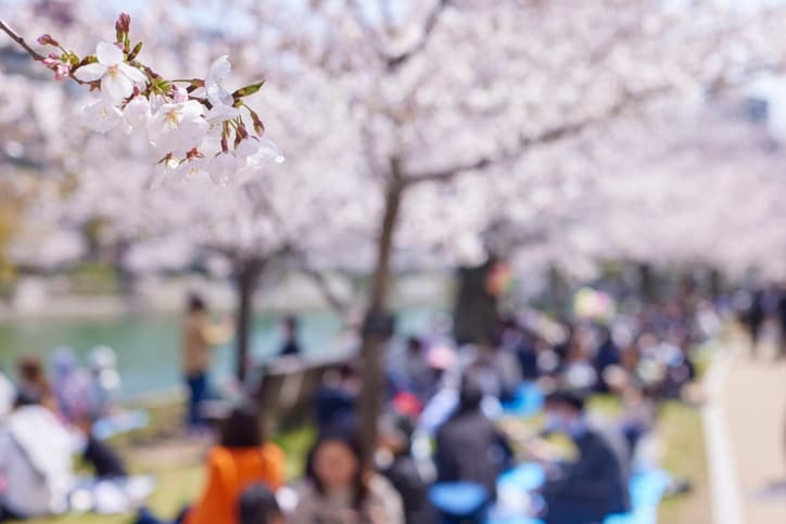 Hanami cherry blossom picnic gathering under sakura trees in Japan