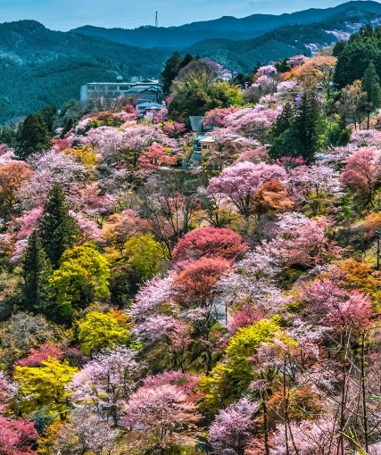 Cherry Blossom Season in Kansai —  A Guide to Hanami, History, and Japanese Craft