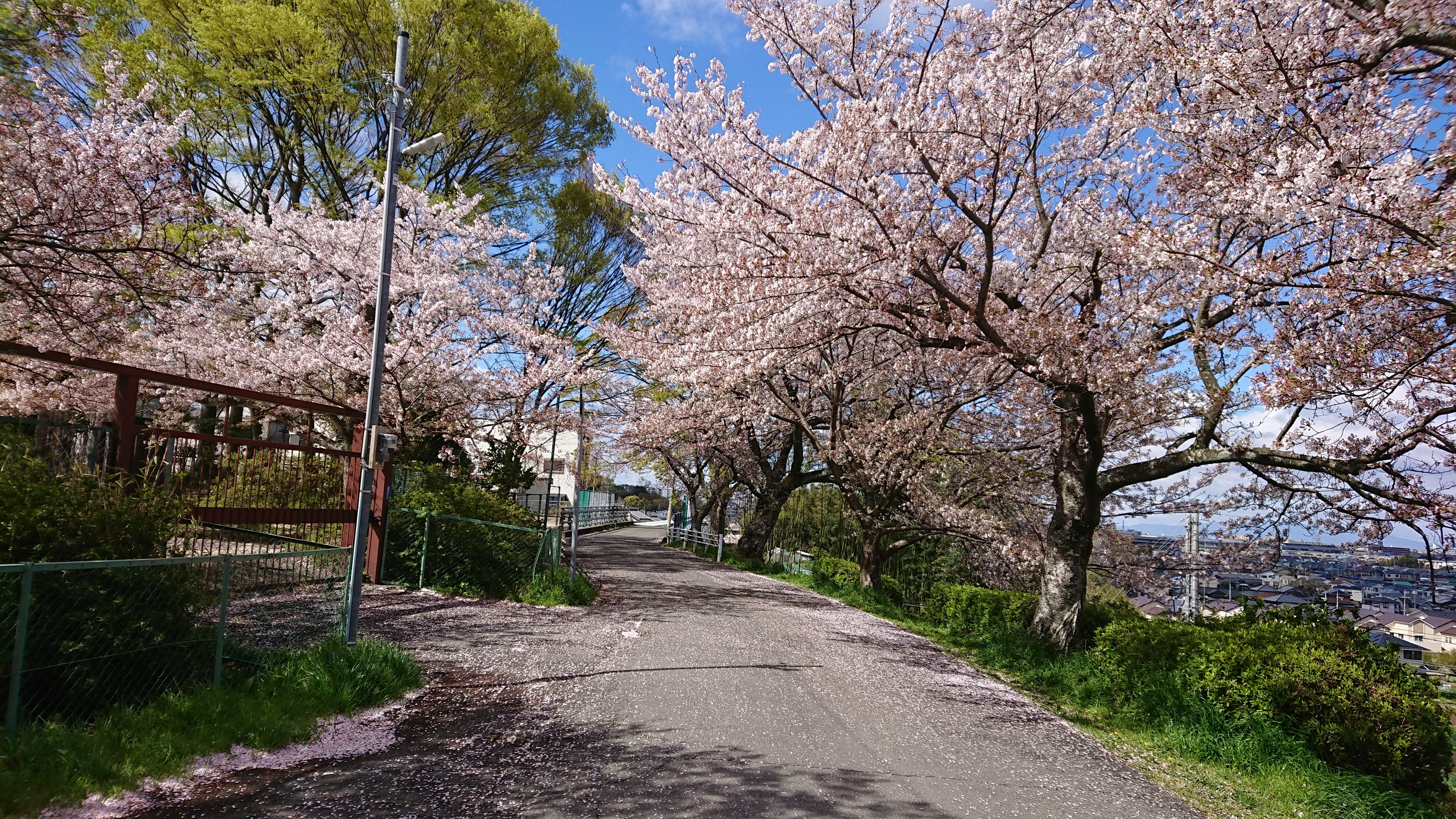 I want to share with you a little piece of spring in Japan. 