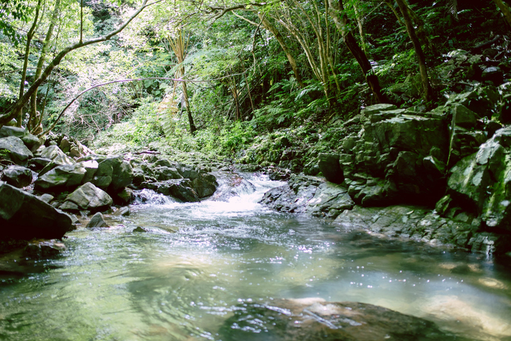 Rivers of Japan — The Pure Flow That Nurtures Culture and Life