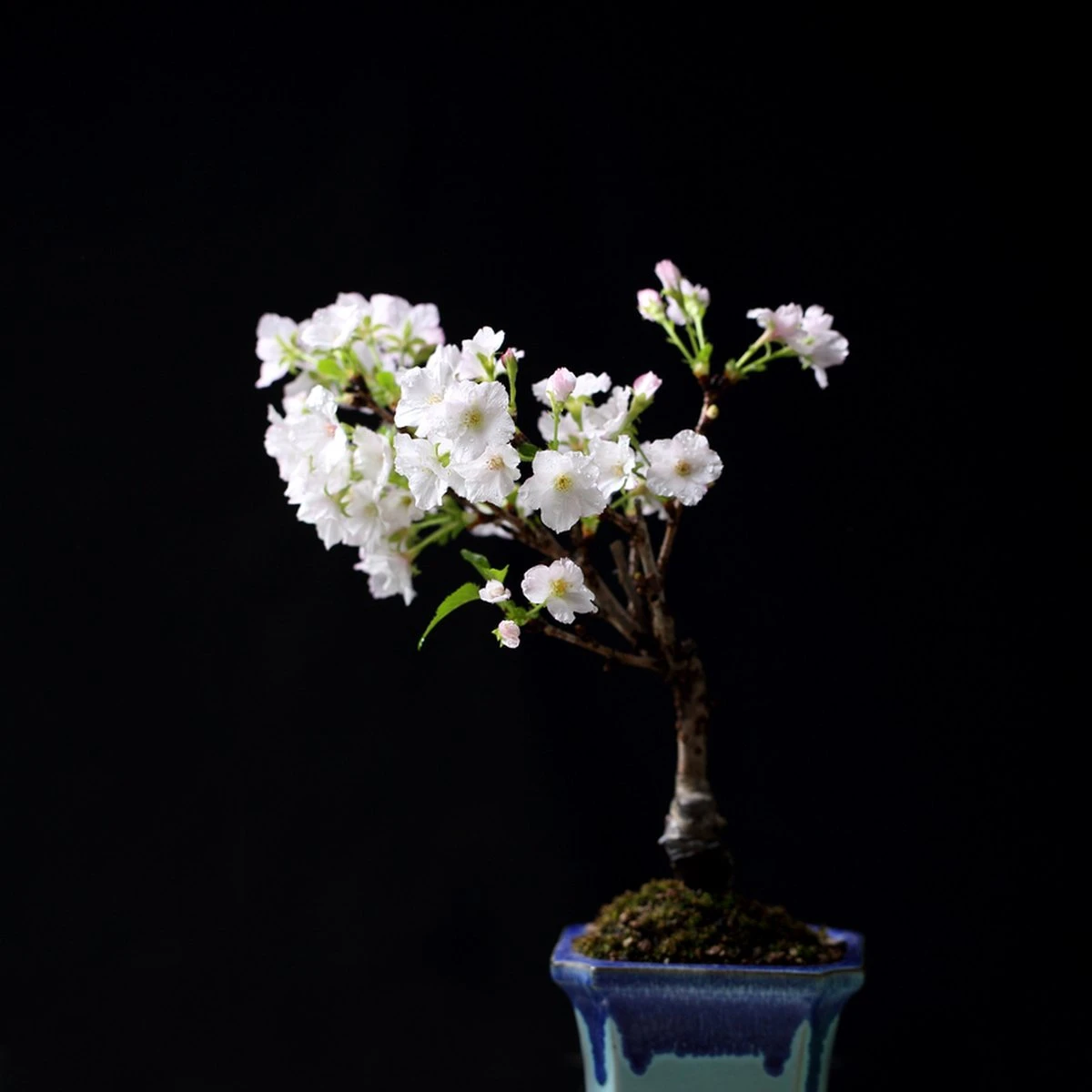 Seasonal Patterns in Japanese Craft: Sakura, Momiji, Yukiwa & The Year Read in Motifs