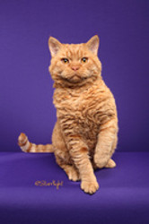 Superstar Breeder and International Cat Show Judge Endorses Almost Invisible Cat Litter