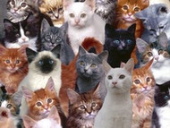 StovePipeCat Wishes Everyone A Great MLKat Day