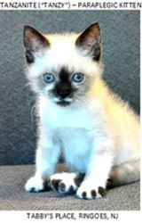 Karina Jewitt from Tabbys Place Cat Sanctuary Endorses Almost Invisible Cat Litter