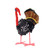 Seedpod Turkey front view Seedpod Turkey front view