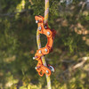 NOTCH Rope Runner Pro Limited Edition Orange
