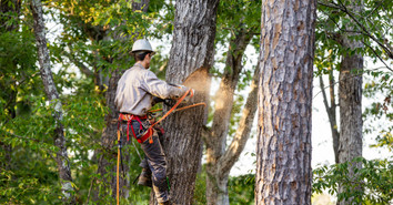 8 Tips for Choosing an Arborist Climbing Harness