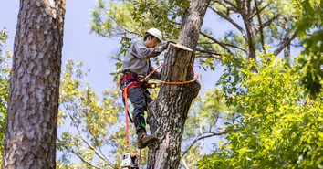 Choosing the Best Climbing Harness Setup for Tree Care