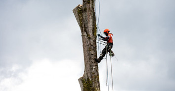 Must-Have Tree Climbing & Rigging Gear for New Arborists