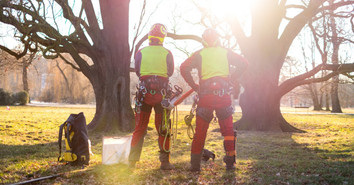 The Role of a Ground Crew for Safe Tree Rigging Operations