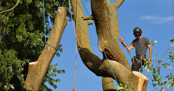 Safe Rigging Techniques for Lowering Heavy Branches