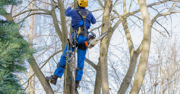 An Arborist’s Guide to Tree Climbing Techniques