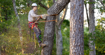 Essential Personal Protective Equipment for Arborists