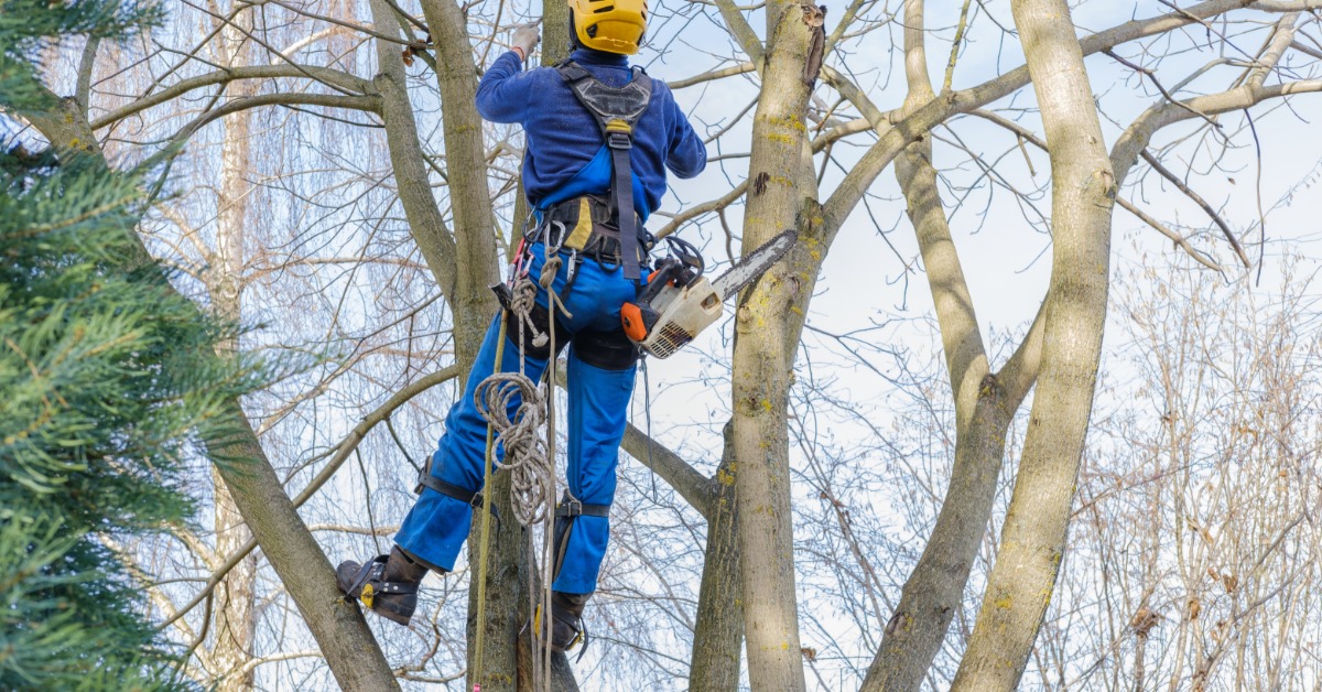 An Arborist’s Guide to Tree Climbing Techniques - Monarch Rope