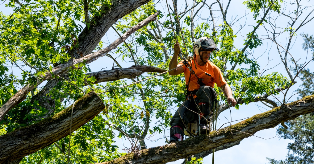 Safety Tips Every Arborist Should Follow During Tree Work - Monarch Rope