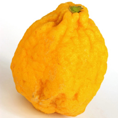 Cedro (Fruit) Flavor-SC-WF