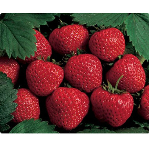 Luscious Strawberry Flavor-Cap