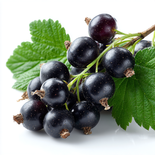 Blackcurrant Flavor-FA