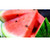 Succulent Watermelon-Cap-32oz (Ground Only)