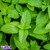 Peppermint-SC-WF