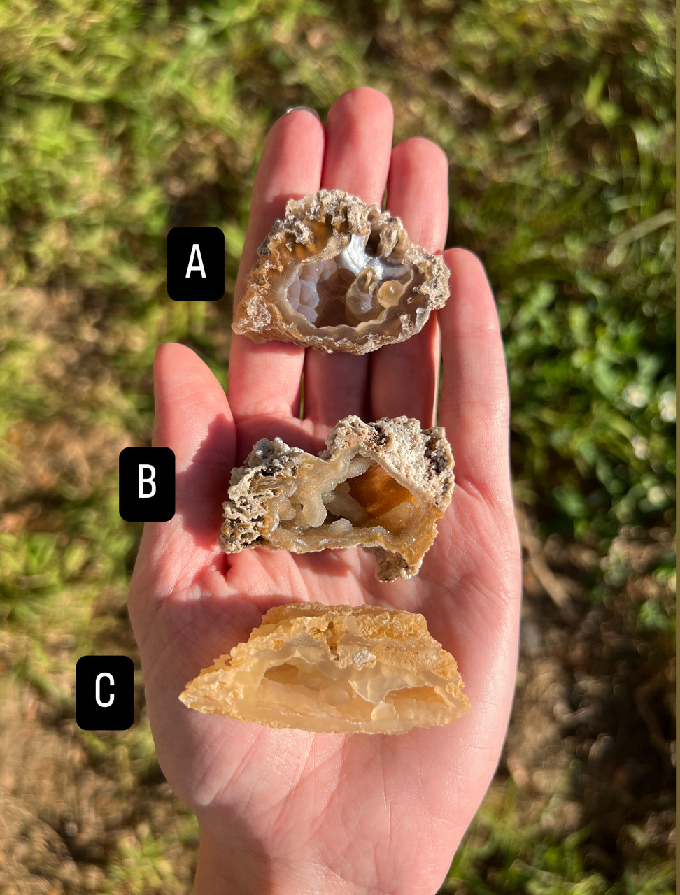 Floridian Agatized Coral XS - Main Image