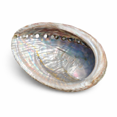 Abalone Shell - Natural Shell for Smudging, Décor, and Healing