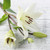Lily Of The Valley Oil