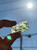 Raw Moldavite