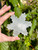 Selenite Snowflake Carving