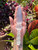 Selenite Knife